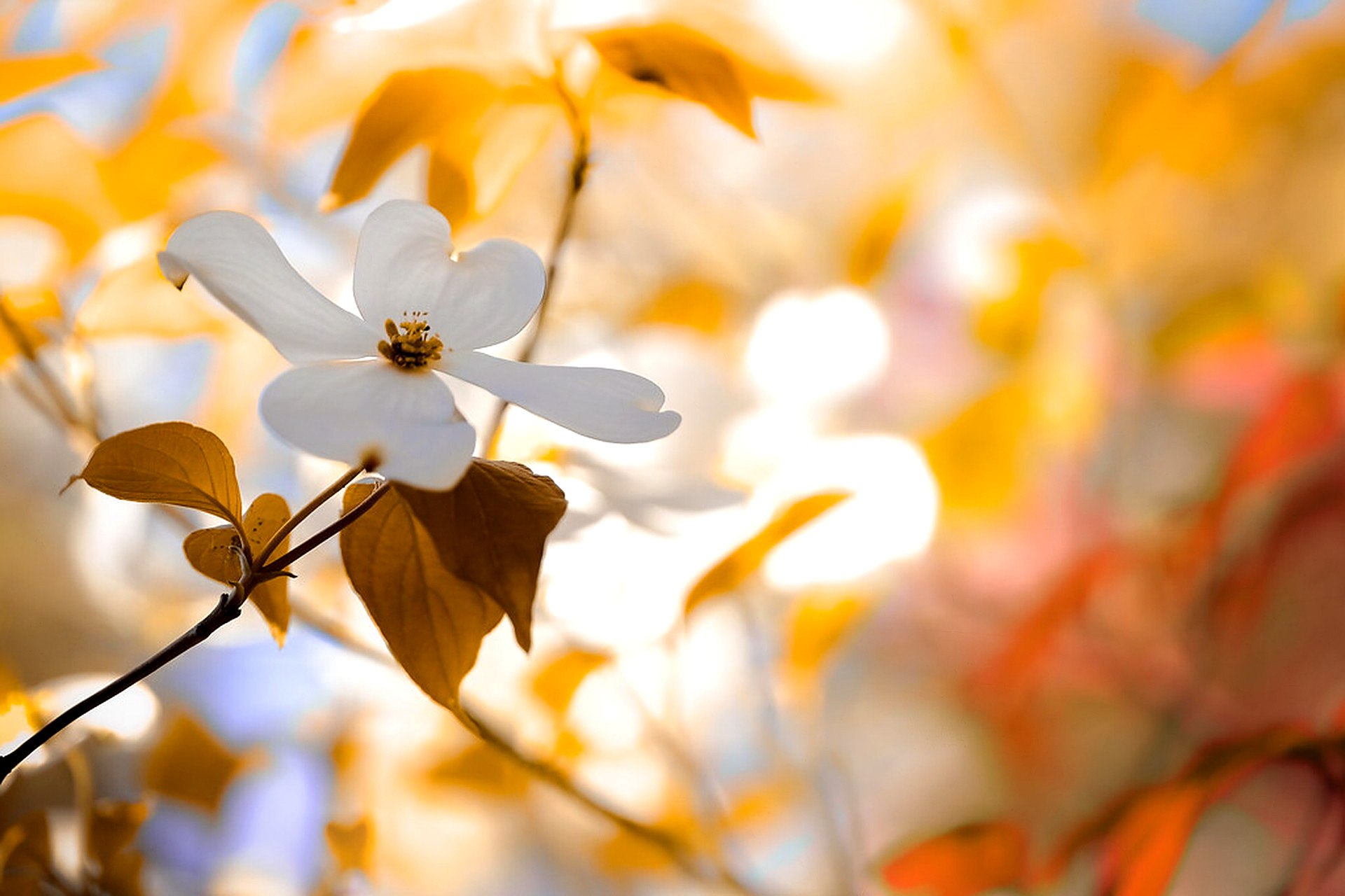 Dogwood, overlaid with Amber Vignette