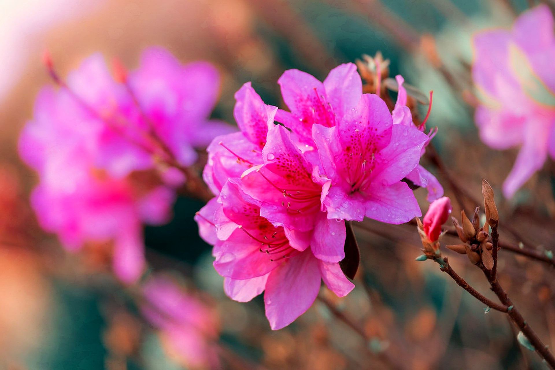 Azalea, overlaid with Petal Dye