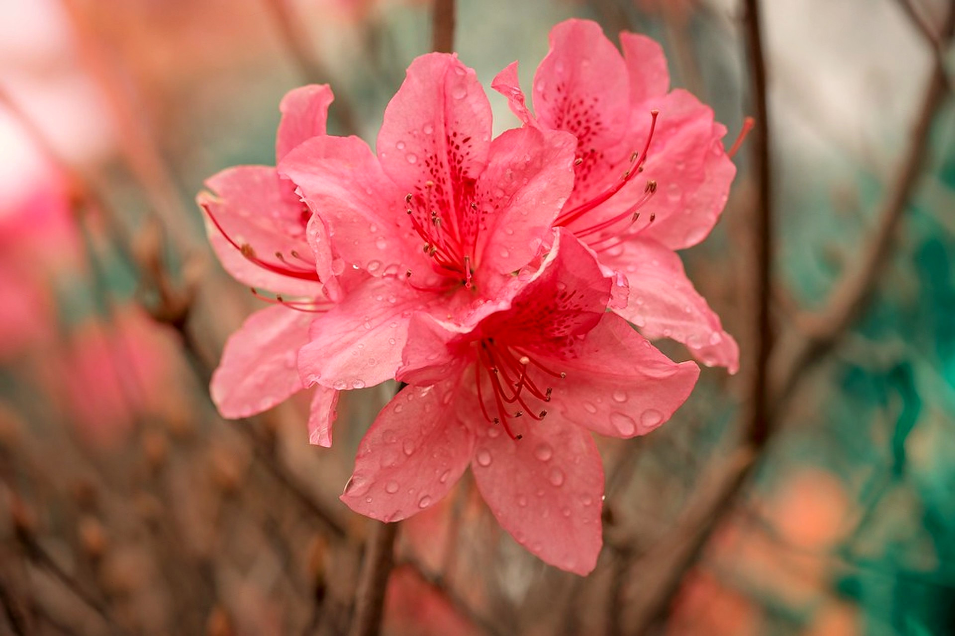Azalea, dew, overlaid with Alabaster Veil
