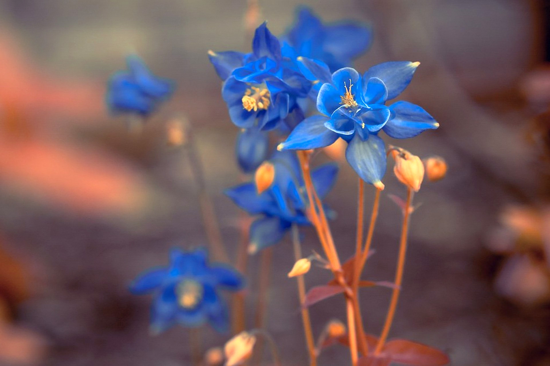 Columbine