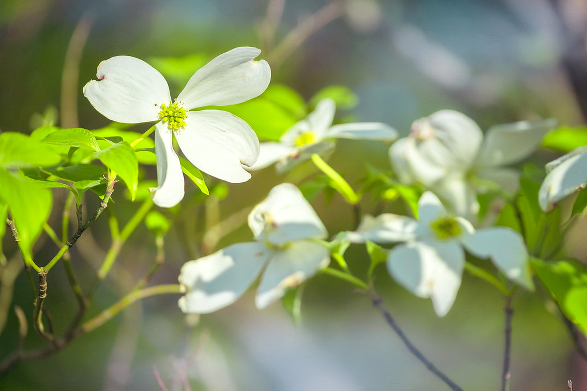 Dogwood, sun, overlaid with Overcast Cloth