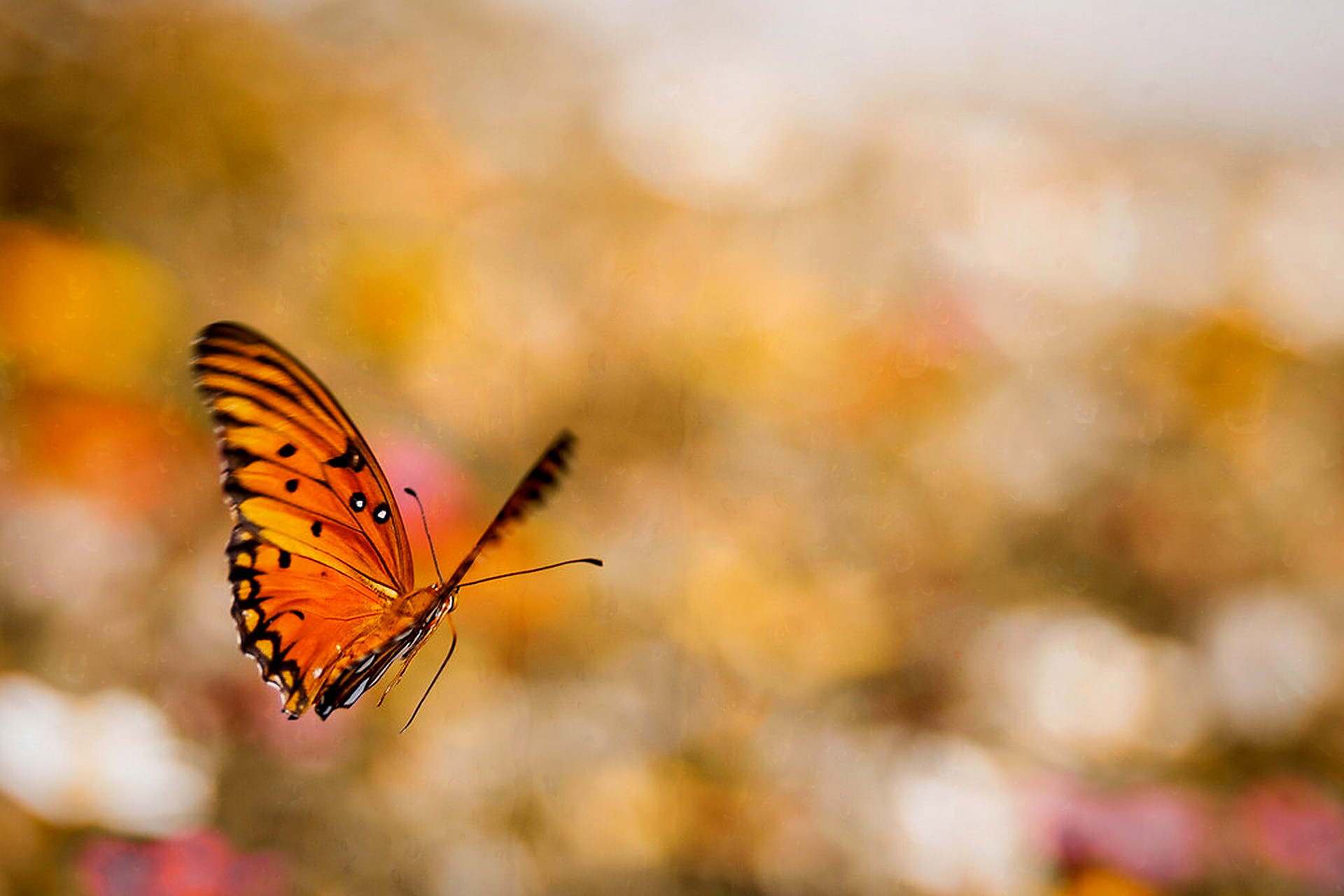 Gulf fritillary, overlaid with Window Bokeh