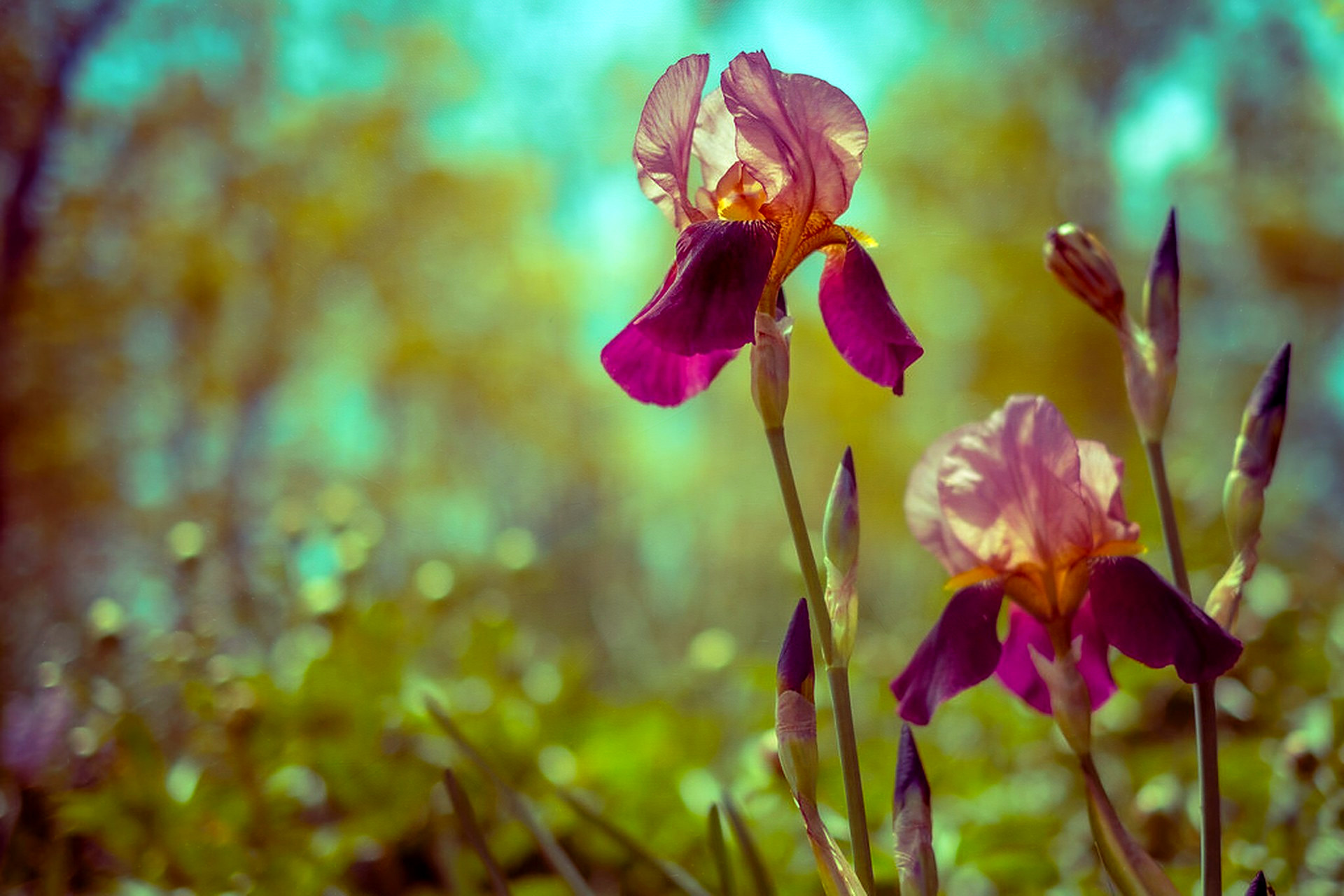 Iris, overlaid with Gallery Gold