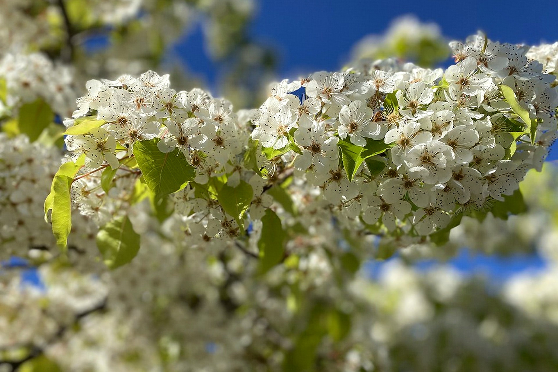 Pear blossom, overlaid with Raw Linen