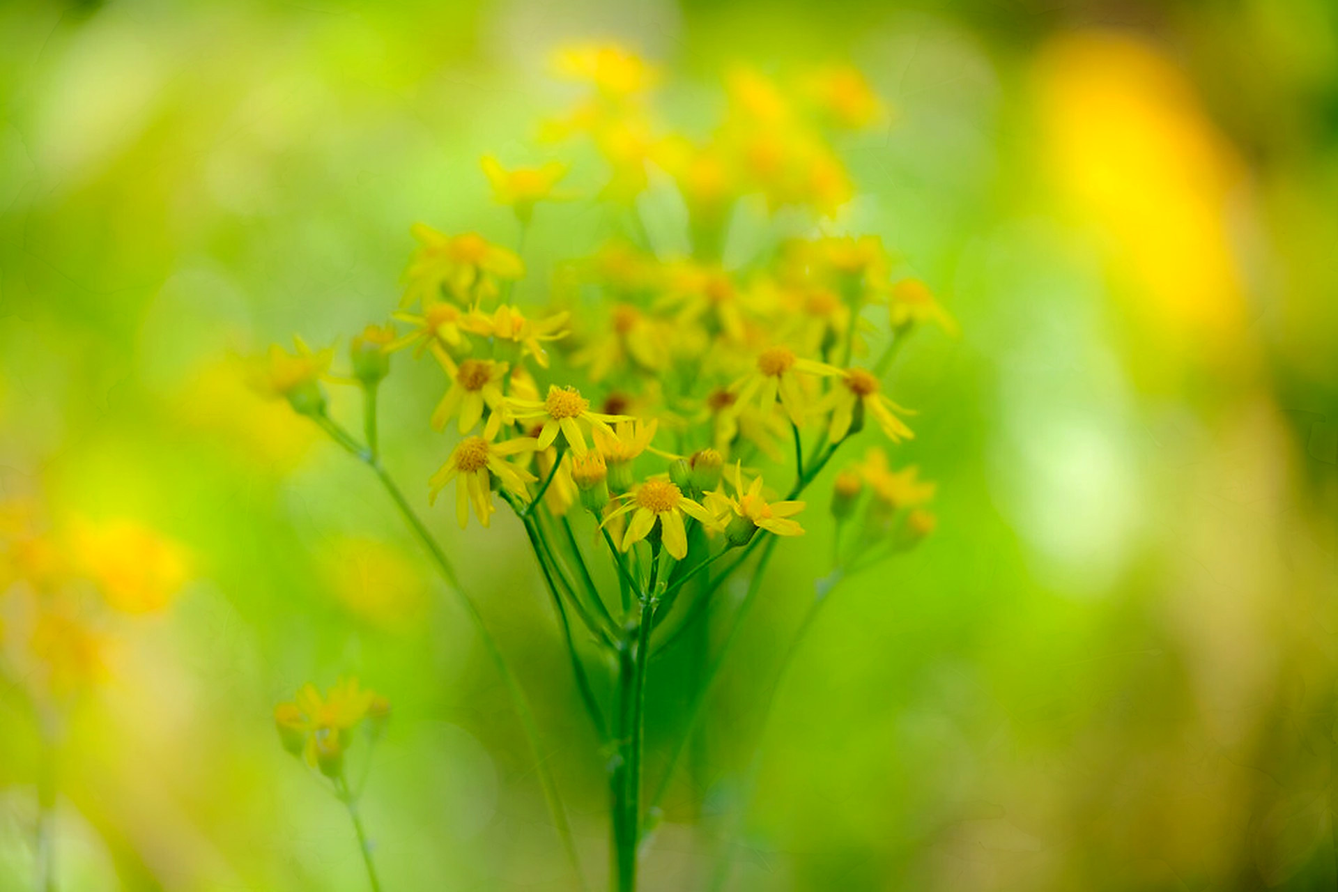 Wild mustard, overlaid with Chlorophyll