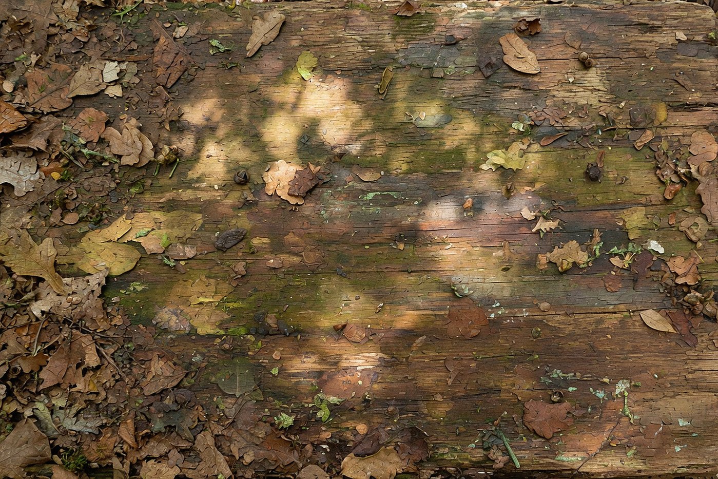 Deep Woods