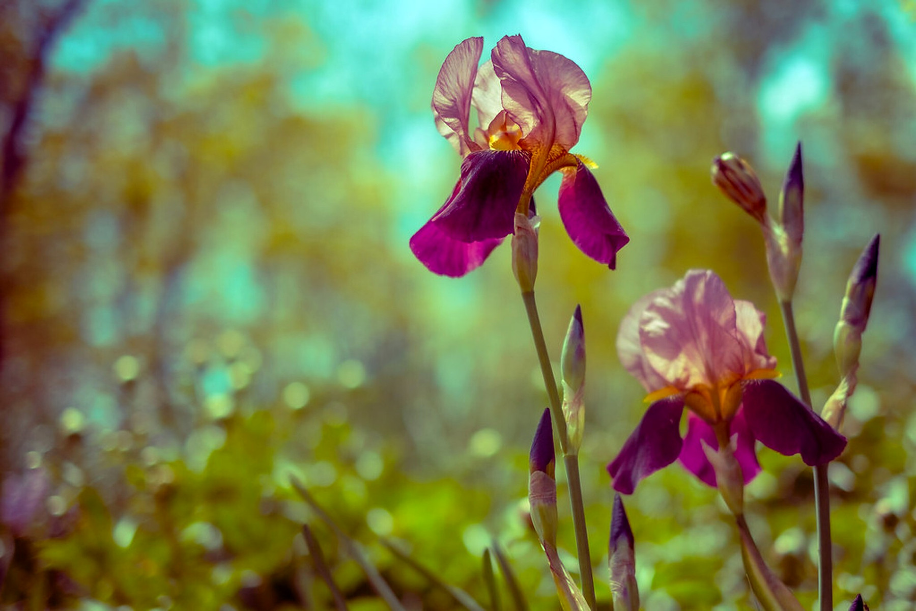 Iris